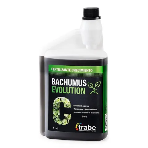 Bachumus Evolution Crecimiento Trabe