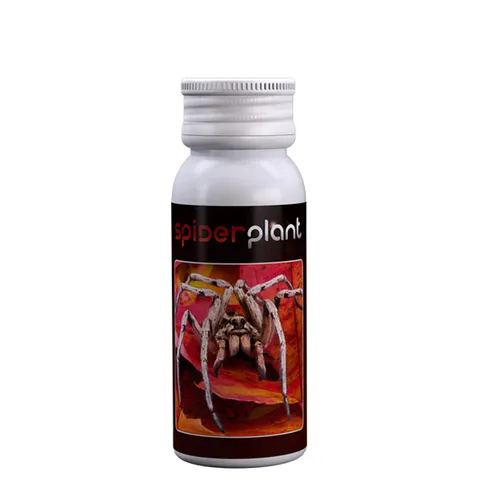 Spider Plant Agrobacterias