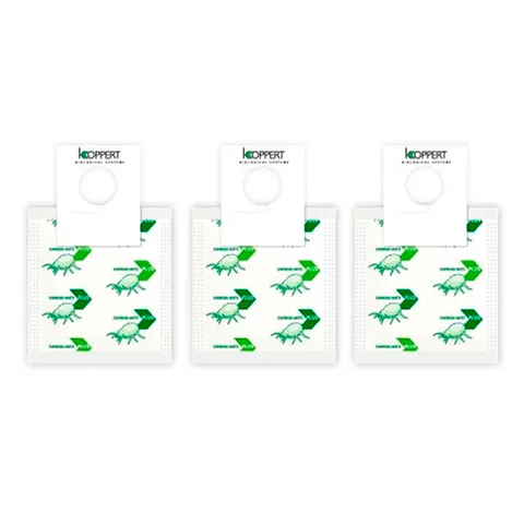 20 sobres Amblyseius Swirskii 250 (Trip, Mosca Blanca, Acaros) Caja