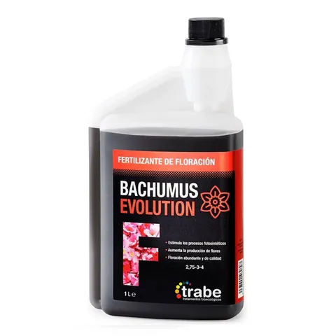 Bachumus Evolution Floración Trabe